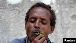 '까트' 씹기 (자료사진)