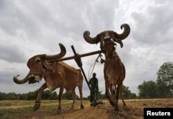 FILE - A farmer uses a pair of oxen to plough his field before sowing rice seeds on the outskirts of Ahmedabad, India, June 11, 2015.