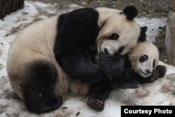 Bai Yun & Xiao Liwu at the San Diego Zoo, California. (Courtesy of San Diego Zoo)