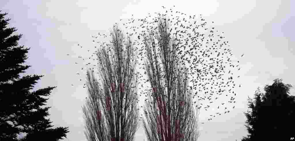 Ratusan burung menyerbu sebuah kawasan di kota Mesen, Belgia. 
