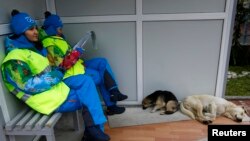 Olympics volunteers sit near two stray dogs outside the Gorki media center in Krasnaya Polyana near Sochi, Russia, Jan. 30, 2014. 