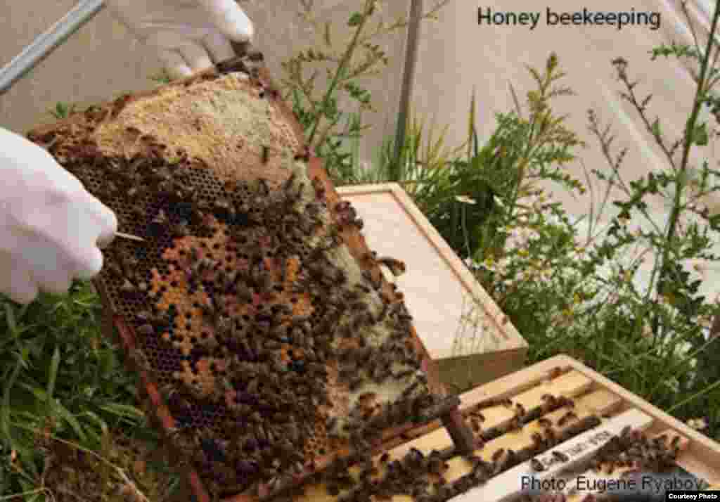 In some regionsof the world, bee farmers often must transport their bee hives long distances to supply economically important pollination services to agricultural crops like fruits and vegetables. (Photo: Eugene Ryabov)