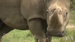 世界最后一头雄性北方白犀牛健康堪忧