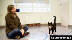 A cat displays secure attachment behavior with researcher Kristyn Vitale in the Human-Animal Interaction Lab at Oregon State University. (Photo: Oregon State University)