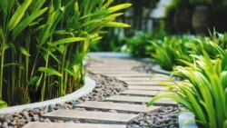 Path in tropical garden