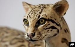 FILE - An Ocelot cat display is seen at the Santa Ana Wildlife Refuge visitor center near Alamo, Texas, May 9, 2007.