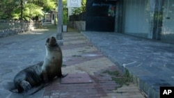 In this May 2, 2020 photo, a sea lion sits outside a hotel that is closed because of the new coronavirus pandemic, in San Cristobal, Galapagos Islands, Ecuador. (AP Photo/Adrian Vasquez)