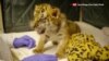 Motherless Tiger Cubs Brought Together at San Diego Zoo