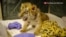 Motherless Tiger Cubs Brought Together at San Diego Zoo