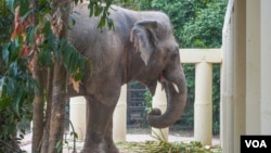 ​​​​ដំរី​ឈ្មោះ​កាវ៉ាន​ (Kaavan) ដែល​ត្រូវ​បាន​គេស្គាល់ថា​ជាដំរី​ឯកោ​ បាន​ចាប់ផ្តើម​សម្រប​ខ្លួន​ទៅនឹង​ស្ថានភាព​រស់នៅ​ នៅ​ដែន​ជម្រក​សត្វព្រៃ​នៅ​កម្ពុជា​ ខេត្ត​ឧត្តរមានជ័យ​ នៅ​ថ្ងៃទី​០១ ខែធ្នូ​ ឆ្នាំ​២០២០។ (ខាន់ សុគុំមនោ/VOA)