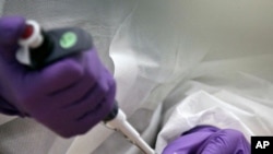 FILE - A bone fragment is prepared for DNA testing at a lab in the Office of Chief Medical Examiner in New York, where forensic scientists are trying to match the bone with DNA from those killed in the 9/11 terror attacks, April 15, 2014.