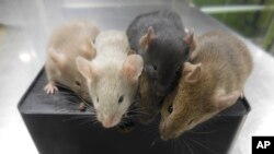 This photo provided by researcher Katsuhiko Hayashi shows mice derived from stem cells, four weeks after their birth, in Osaka, Japan in September 2021. (Katsuhiko Hayashi via AP)