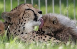 Salah satu cheetah kembar lima yang baru lahir dijilat oleh induknya Savannah di kandang mereka. (Foto: AP)