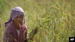 លោកយាយកសិករ​ម្នាក់​កំពុង​ច្រូត​ស្រូវ​នៅ​រដូវ​ប្រមូល​ទិន្នផលស្រូវ នៅ​ភូមិត្រពាំងមាន នៅ​ជាយ​ក្រុង​ភ្នំពេញ កាលពី​ថ្ងៃសុក្រ ទី១៨ ខែវិច្ឆិកា ឆ្នាំ២០១៦។ (AP Photo/Heng Sinith)