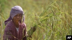 A Cambodian farmer harvests rice during the rice harvesting season in Trapaing Mean village on the outskirts of Phnom Penh, Cambodia, Friday, Nov. 18, 2016. (AP Photo/Heng Sinith)