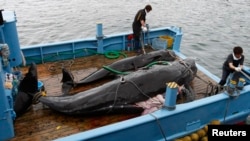 지난 2008년 일본 도쿄 남서부 다이지 항에서 선원들이 고래를 실은 선박을 부두에 대고 있다. 