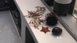 Citizen Scientists Protect Rocky Reefs