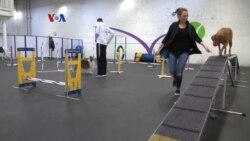 Gym Latih Kebugaran Anjing dan Pelatih