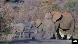 Những con voi ở Nam Phi.
