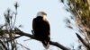 Trump Administration Weakens US Wildlife Protections; States, Conservationists to Sue