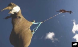 FILE - The Worldwide Fund for Nature relocated this rare black rhino in South Africa in 2012 in hopes that the animal would breed.