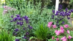 The Garden in WinteThis May 24, 2020 photo shows a spring garden outside of a home in Westchester Country, N.Y. (AP Photo/Julia Rubin)