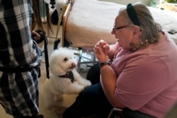 Eileen Nagle, 79, talks with Zeus, a bichon frise, as he visits her room at The Hebrew Home at Riverdale in New York, Wednesday, Dec. 9, 2020. (AP Photo/Seth Wenig)