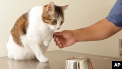 In this Tuesday, Aug. 21, 2012 photo, a cat lifts his left leg during a right-handed-left-handed test performed at the Los Angeles County Animal Care Control Carson Shelter in Gardena, Calif. (AP Photo/Damian Dovarganes)