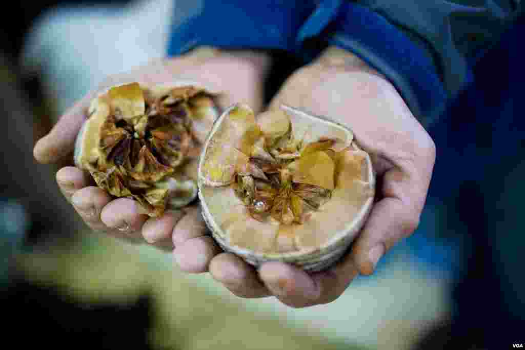 By twisting open a ripe cedar cone, a nursery worker exposes seeds ready for germination. (V. Undritz for VOA)