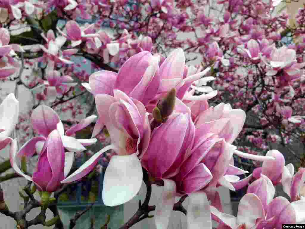 Magnolias with wonderful silky buds blossom in early spring in Washington, D.C. (photo taken by Diaa Bekheet)