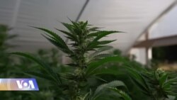 მარიხუანა ნიუ-იორკის შტატის პრიორიტეტებში შევიდა