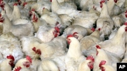 上海郊外的一家养鸡场（资料照片）