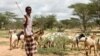 Northern Kenya’s Drought-hit Herders Pin Hopes on Desert Farming