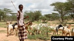 The people of northern Kenya have traditionally been pastoralists, since the land has long been considered too dry for farming, Nov. 28, 2014. (Hilary Heuler/VOA)