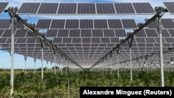 Solar panels are seen atop of the vineyard of winemaker Pierre Escudie in Tresserre, France, September 30, 2021. (REUTERS/Alexandre Minguez)