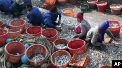 រូបឯកសារ៖ ពលករចំណាកស្រុកភូមាកំពុងធ្វើការនៅលើទូកនេសាទមួយដែលឈប់ចតនៅកំពង់ផែមួយកន្លែងនៅក្នុងខេត្ត Prachuabkhirikhant ប្រទេសថៃ។