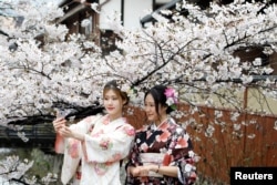 FILE - Women wearing Kimonos pose for a souvenir photo with blooming cherry blossoms in Kyoto, Japan.