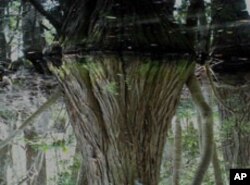 A watery reflection of a cypress tree that manages to survive despite being submerged.
