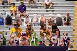 Fans sit among cardboard cutouts because of COVID-19 restrictions, requiring social distancing and masks, before a football game between Louisiana State and Mississippi State universities in Baton Rouge, La., Sept. 26, 2020.