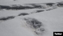 Yeti footprint?