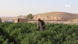 دهقانان نیاز به حمایت در بخش ادویه ضد آفت دارند- دهقانان در فاریاب