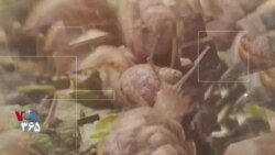  رمز مزه‌ها – صدف‌های خوراکی