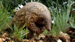 Pangolin (Foto: AP)