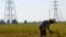 FILE - A farmer works in a paddy field under the power lines near Nam Theun 2 dam in Khammouane province, Laos.