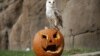 ทำไมวันฮาโลวีนถึงต้องมีตะเกียงฟักทอง “แจ็ค-โอ-แลนเทิร์น”? 