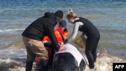 Para relawan mencoba menyelamatkan paus di Pelabuhan Macquarie, Tasmania, Australia, Selasa, 22 September 2020. (Foto: Reuters)