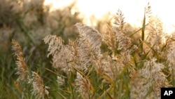 Phragmites plants growing on Staten Island draft in a breeze in Staten Island, New York that was severely flooded during Superstorm Sandy, Wednesday, Oct. 2, 2013, in New York. (AP Photo/Kathy Willens)