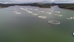 Le caviar produit pour la 1ère fois à Madagasca