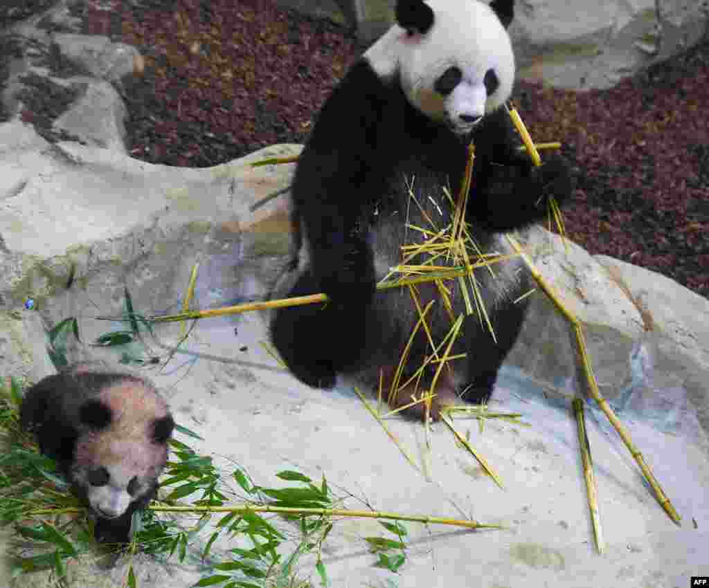 熊猫幼崽圆梦及其母亲欢欢于2018年1月13日在法国中部的圣艾尼昂市博瓦勒野生动物园适应新家，这是熊猫幼崽圆梦首次公开亮相。