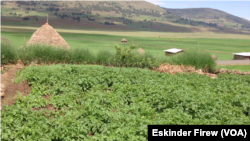 ድርቅን የመቋቋም አቅም የሚያጎለብት የዩናትድ ስቴትስ እርዳታ ፕሮግራም በወሎ /ፎቶ እስክንድር ፍሬው/